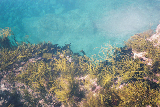 Tidepool Penwith